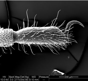 Media type: image; Invertebrate Zoology 134641